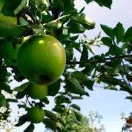 Buy Grimes Golden Apple Trees At Best Price Plants