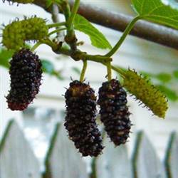 Buy Persian Mulberry Trees at Best Price Plants